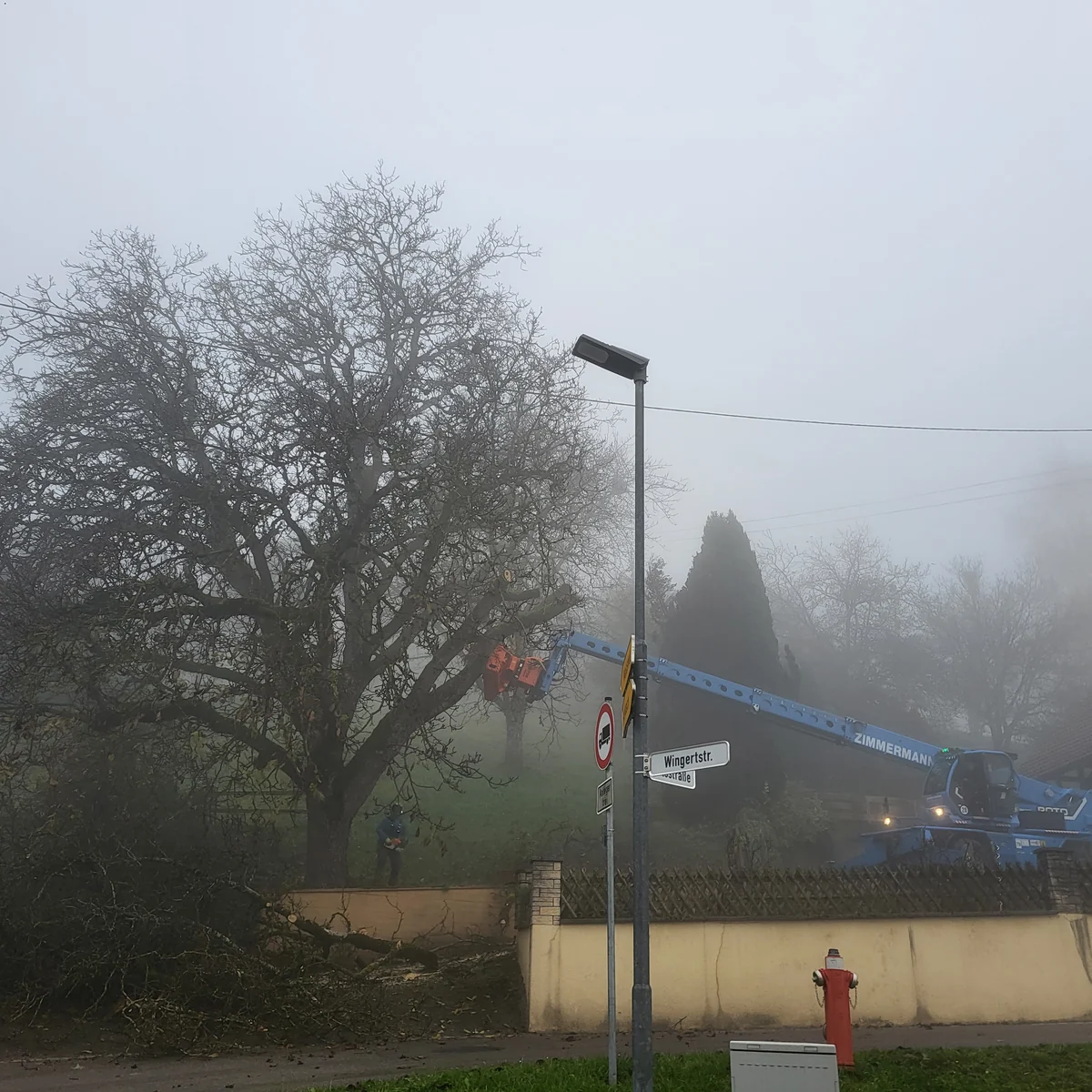 Ausladender Baum während der kontrollierten Abtragung mit einem Fällkran